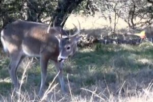 bowjax deerhunting